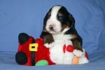 Jackson_Puppies_14_Days_024.jpg