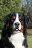 Filename=JeffersonHead_Shot1sf.JPG
Filesize=90KiB
Dimensions=623x934
Date added=Jan 21, 2008 JeffersonHead_Shot1sf.JPG