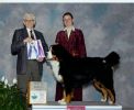 Filename=Jefferson_Working_Dog_Show_sf.jpg
Filesize=93KiB
Dimensions=976x800
Date added=Jan 21, 2008 Jefferson_Working_Dog_Show_sf.jpg