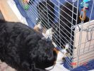 Filename=JeffeyPlayingWithPups.jpg
Filesize=121KiB
Dimensions=800x600
Date added=Feb 23, 2006 JeffeyPlayingWithPups.jpg