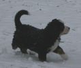 Filename=KedronFirstSnow2.jpg
Filesize=52KiB
Dimensions=864x723
Date added=Nov 16, 2007 KedronFirstSnow2.jpg