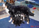 Filename=Kessie and Puppies30.1Days.jpg
Filesize=112KiB
Dimensions=843x603
Date added=Dec 16, 2004 Kessie and Puppies30.1Days.jpg