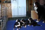Filename=Kessie_Pups22daysJPG.jpg
Filesize=88KiB
Dimensions=777x518
Date added=Oct 22, 2007 Kessie_Pups22daysJPG.jpg