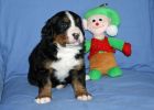 Filename=LafayettePuppies28days_014.jpg
Filesize=106KiB
Dimensions=1400x1000
Date added=Dec 04, 2012 LafayettePuppies28days_014.jpg