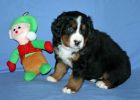 Filename=LafayettePuppiesDay35_006.jpg
Filesize=105KiB
Dimensions=2033x1452
Date added=Dec 11, 2012 LafayettePuppiesDay35_006.jpg