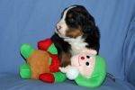 Filename=LafayettePuppies_Day_21_005.jpg
Filesize=101KiB
Dimensions=1200x800
Date added=Nov 27, 2012 LafayettePuppies_Day_21_005.jpg