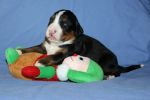 Filename=Lafayette_Puppies_14_Days_014.jpg
Filesize=92KiB
Dimensions=1200x800
Date added=Nov 20, 2012 Lafayette_Puppies_14_Days_014.jpg