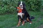 Filename=Laukie_9_Months_Old_004_1sf.jpg
Filesize=92KiB
Dimensions=1200x800
Date added=Aug 23, 2013 Laukie_9_Months_Old_004_1sf.jpg