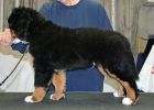Filename=Laukie_Washed_Puppies_017.jpg
Filesize=114KiB
Dimensions=700x500
Date added=Jan 14, 2013 Laukie_Washed_Puppies_017.jpg