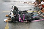 Filename=Littleton_005sf.jpg
Filesize=112KiB
Dimensions=1200x800
Date added=Nov 28, 2014 Littleton_005sf.jpg