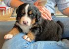 Filename=Lpuppies120412_011.jpg
Filesize=108KiB
Dimensions=1400x1000
Date added=Dec 04, 2012 Lpuppies120412_011.jpg