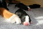 Filename=MAggiePupDay2.JPG
Filesize=78KiB
Dimensions=831x566
Date added=Feb 03, 2010 MAggiePupDay2.JPG