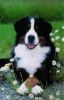 Filename=Mac_in_Daisies.jpg
Filesize=127KiB
Dimensions=751x1166
Date added=Dec 28, 2015 Mac_in_Daisies.jpg