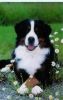 Filename=Mac_in_Daisiessf.jpg
Filesize=72KiB
Dimensions=457x719
Date added=Jan 21, 2008 Mac_in_Daisiessf.jpg