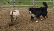 Filename=Macwithsheep.jpg
Filesize=81KiB
Dimensions=671x390
Date added=Jan 21, 2008 Macwithsheep.jpg