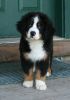 Filename=Mangus10weeksold_1.JPG
Filesize=115KiB
Dimensions=821x1166
Date added=Aug 17, 2009 Mangus10weeksold_1.JPG