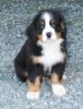 Filename=Mangus8weeks.JPG
Filesize=100KiB
Dimensions=750x981
Date added=Aug 08, 2009 Mangus8weeks.JPG