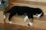 Filename=MangusSleeping.JPG
Filesize=119KiB
Dimensions=1150x760
Date added=Aug 17, 2009 MangusSleeping.JPG