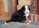 Filename=Moospuppies120412_015.jpg
Filesize=95KiB
Dimensions=1254x896
Date added=Dec 04, 2012 Moospuppies120412_015.jpg