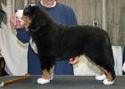 Filename=Moriah_Washed_Puppies_034.jpg
Filesize=112KiB
Dimensions=700x500
Date added=Jan 14, 2013 Moriah_Washed_Puppies_034.jpg
