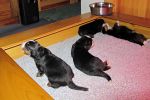 Filename=PuppiesDay18_001sf.jpg
Filesize=102KiB
Dimensions=1200x800
Date added=Nov 24, 2012 PuppiesDay18_001sf.jpg