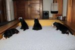 Filename=PuppiesDay18_006sf.jpg
Filesize=106KiB
Dimensions=1200x800
Date added=Nov 24, 2012 PuppiesDay18_006sf.jpg