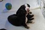 Filename=PuppiesDay18_038sf.jpg
Filesize=98KiB
Dimensions=1698x1132
Date added=Nov 24, 2012 PuppiesDay18_038sf.jpg