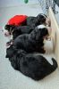 Filename=PuppiesDay18_047sf.jpg
Filesize=101KiB
Dimensions=800x1200
Date added=Nov 24, 2012 PuppiesDay18_047sf.jpg