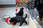 Filename=PuppiesDay18_049sf.jpg
Filesize=100KiB
Dimensions=1200x800
Date added=Nov 24, 2012 PuppiesDay18_049sf.jpg