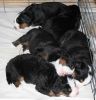 Filename=PuppiesDay19(5094).jpg
Filesize=146KiB
Dimensions=1764x1828
Date added=Feb 21, 2010 PuppiesDay19(5094).jpg