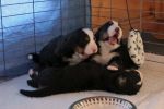 Filename=PuppiesDay21_1_008.jpg
Filesize=103KiB
Dimensions=1200x800
Date added=Nov 27, 2012 PuppiesDay21_1_008.jpg
