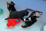 Filename=PuppiesDay21_1_015.jpg
Filesize=112KiB
Dimensions=1200x800
Date added=Nov 27, 2012 PuppiesDay21_1_015.jpg