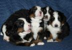 Filename=PuppiesDay27(5245).jpg
Filesize=99KiB
Dimensions=1670x1157
Date added=Feb 28, 2010 PuppiesDay27(5245).jpg