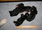 Filename=PuppiesDay3.JPG
Filesize=88KiB
Dimensions=639x457
Date added=Oct 03, 2007 PuppiesDay3.JPG