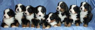 PuppiesDay35.jpg