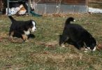 Filename=PuppiesDay37(5367).jpg
Filesize=62KiB
Dimensions=967x658
Date added=Mar 11, 2010 PuppiesDay37(5367).jpg