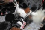 Filename=PuppiesWeek1_015.jpg
Filesize=101KiB
Dimensions=1800x1200
Date added=Nov 13, 2012 PuppiesWeek1_015.jpg
