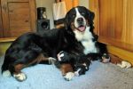 Filename=PuppiesWeek1_020.jpg
Filesize=117KiB
Dimensions=1800x1200
Date added=Nov 13, 2012 PuppiesWeek1_020.jpg