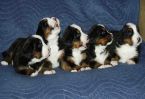 Filename=Puppies_Day_27(5239).jpg
Filesize=112KiB
Dimensions=1635x1121
Date added=Feb 28, 2010 Puppies_Day_27(5239).jpg