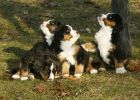 Filename=Puppiesday37(5456).jpg
Filesize=117KiB
Dimensions=1926x1375
Date added=Mar 11, 2010 Puppiesday37(5456).jpg