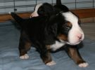 Filename=PuppyDay19(5089).jpg
Filesize=193KiB
Dimensions=1861x1376
Date added=Feb 21, 2010 PuppyDay19(5089).jpg