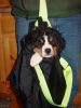 Filename=PuppyWeighIn3.jpg
Filesize=86KiB
Dimensions=600x800
Date added=Mar 01, 2006 PuppyWeighIn3.jpg
