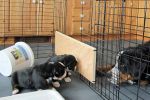 Filename=Puppy_WatchingDay_23_012.jpg
Filesize=122KiB
Dimensions=1200x800
Date added=Nov 15, 2013 Puppy_WatchingDay_23_012.jpg