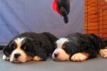 Filename=Pups5_Weeks_Old_009.jpg
Filesize=101KiB
Dimensions=1200x800
Date added=Dec 04, 2013 Pups5_Weeks_Old_009.jpg