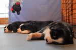 Filename=Pups5_Weeks_Old_011.jpg
Filesize=114KiB
Dimensions=1200x800
Date added=Dec 04, 2013 Pups5_Weeks_Old_011.jpg