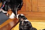 Filename=PupsDay20sf_002.jpg
Filesize=97KiB
Dimensions=1200x800
Date added=Nov 12, 2013 PupsDay20sf_002.jpg
