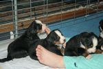 Filename=PupsDay24.jpg
Filesize=85KiB
Dimensions=576x384
Date added=Nov 29, 2010 PupsDay24.jpg