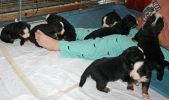 Filename=PupsDay24_1.jpg
Filesize=85KiB
Dimensions=576x339
Date added=Nov 29, 2010 PupsDay24_1.jpg