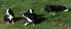 Filename=PupsDay25.JPG
Filesize=129KiB
Dimensions=988x406
Date added=Oct 25, 2007 PupsDay25.JPG
