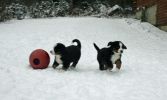Filename=PupsInSnowDay48_2.jpg
Filesize=74KiB
Dimensions=648x388
Date added=Dec 22, 2010 PupsInSnowDay48_2.jpg